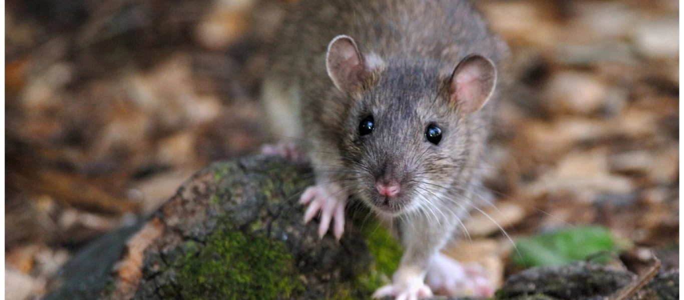 Τεράστιος αρουραίος δαγκώνει γυναίκα που τον φροντίζει (βίντεο)